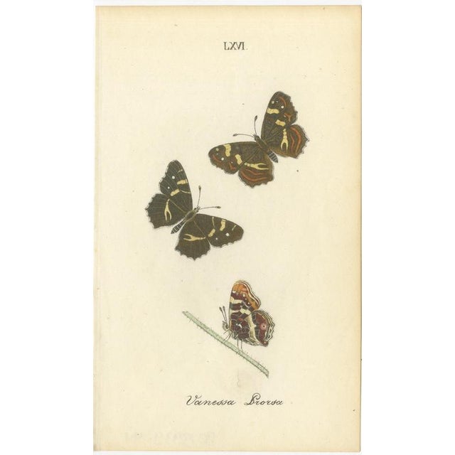 William Home Lizars, Cabinet-Size Butterfly Jewel-Tone Species, 1835, Engravings, Set of 6 For Sale - Image 7 of 9