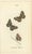 William Home Lizars, Cabinet-Size Butterfly Jewel-Tone Species, 1835, Engravings, Set of 6 For Sale - Image 7 of 9