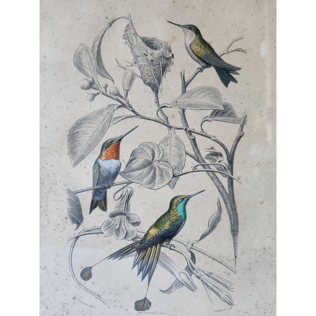 Buffon, Animal Composition, 1853, Pigment Prints, Framed, Set of 2 For Sale - Image 11 of 18