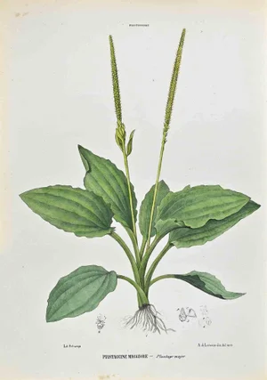 Vincenzo Tenore, The Plantains, Lithograph, 1870s
