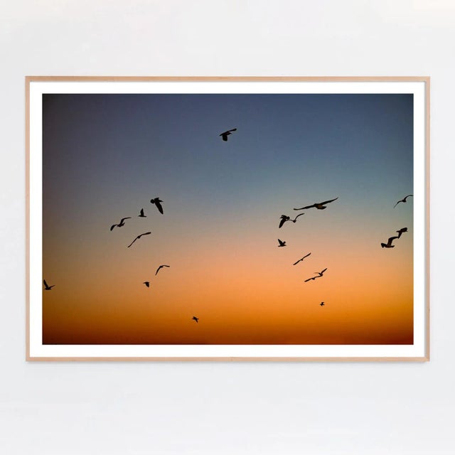 An orchestration of seagulls against the fading Pacific Ocean Sunset. Unframed archival photograph on 100% cotton Matte...
