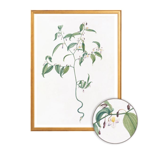 Celerie Kemble Curated Australian Botanical VII (36x48) in Gold Frame For Sale - Image 4 of 4