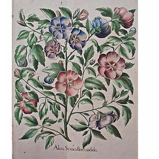 1615 Basilius Besler Botanical Engraving For Sale