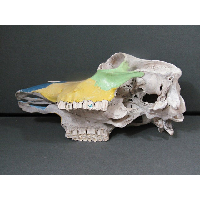 Yellow 1980s Hand-Painted Bovine Skull Sculpture in Southwestern Folk Art Style For Sale - Image 8 of 10