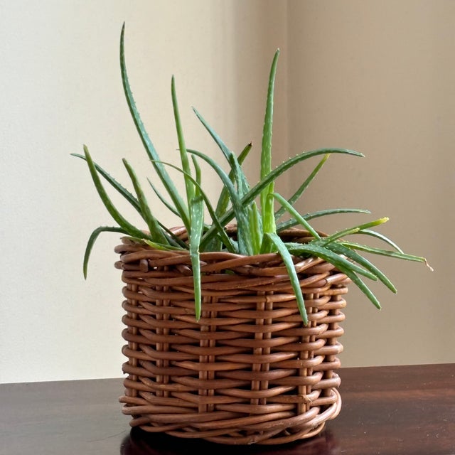 Late-20th Century Natural Wicker Planter Basket For Sale - Image 15 of 15