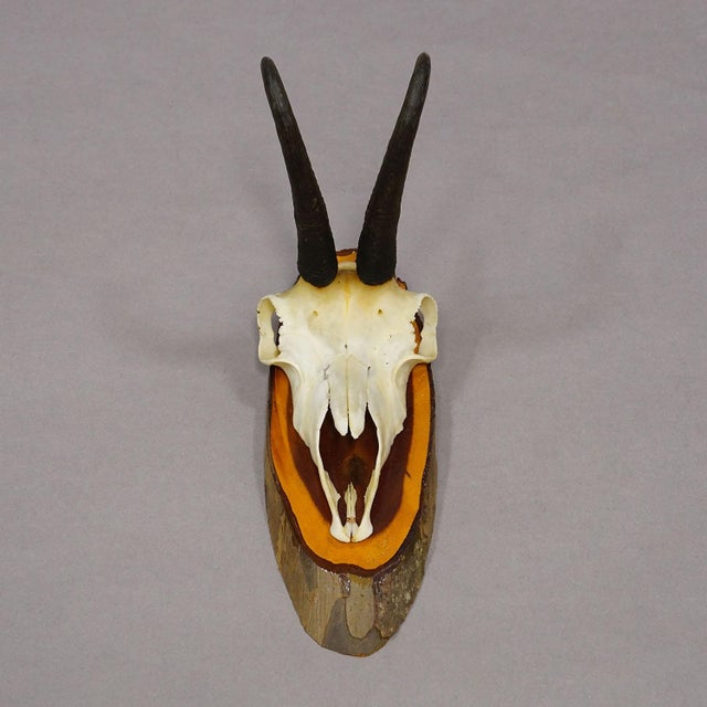 Rustic European Vintage Set of Six Chamois Trophies on Wooden Plaques, Germany Ca. 1970s For Sale - Image 3 of 7