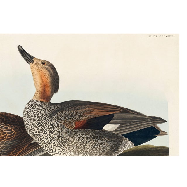 Black Canvas Backed Duck, Vintage Art Print Reproduction From Birds of America by John James Audubon, 60" X 40" For Sale - Image 8 of 10