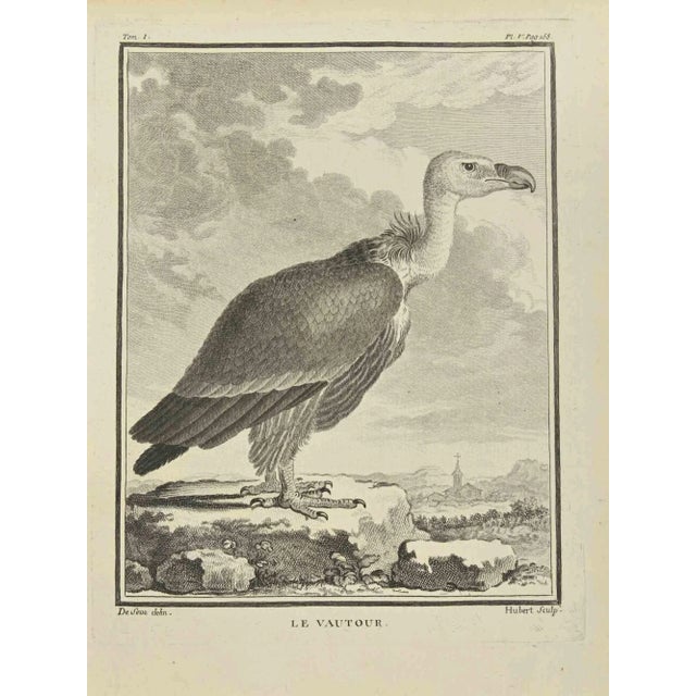 The vulture is an etching realized by F. Hubert in 1771. The artwork Belongs to the suite "Natural, general and particular...