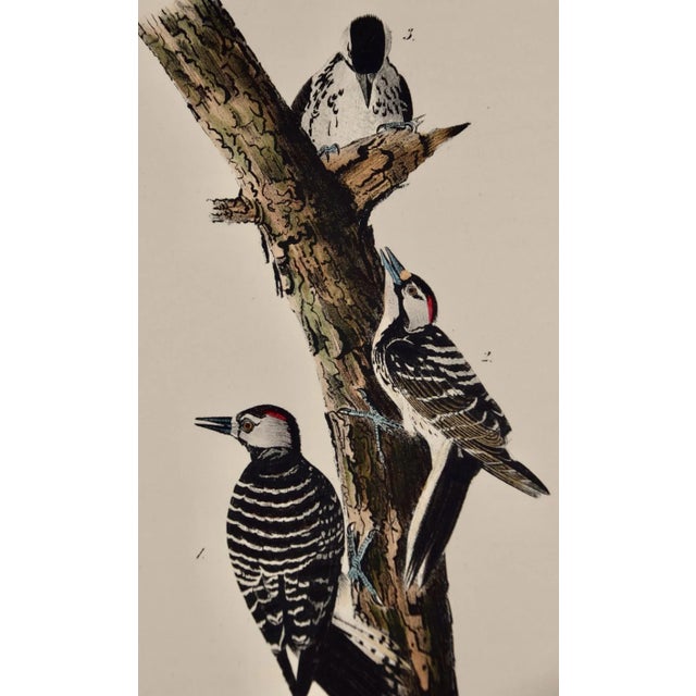 This is an original John James Audubon hand-colored royal first octavo edition lithograph entitled "Red-cockaded...