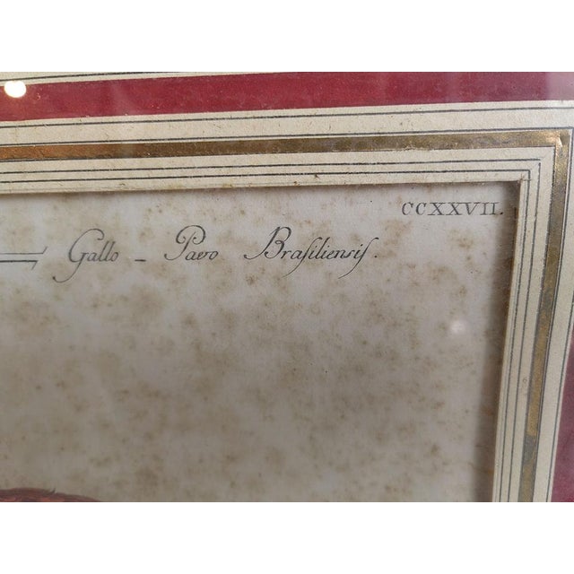Saverio Manetti, Gallo Pavone del Brasile, 20th Century, Print, Framed For Sale - Image 11 of 13