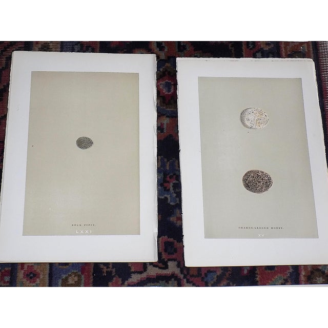 Mid 19th Century Authentic Antique 19th Century Hand Colored Egg Lithographs - Set of 12 For Sale - Image 5 of 8