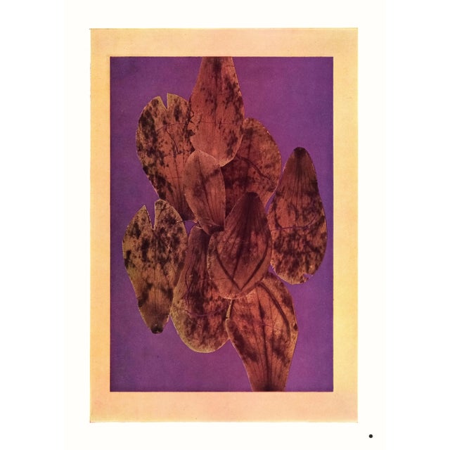 Josef Albers 1963 "Interaction of Color" Folder Xxv-6 Left Side "Autumn Leaves" Print For Sale