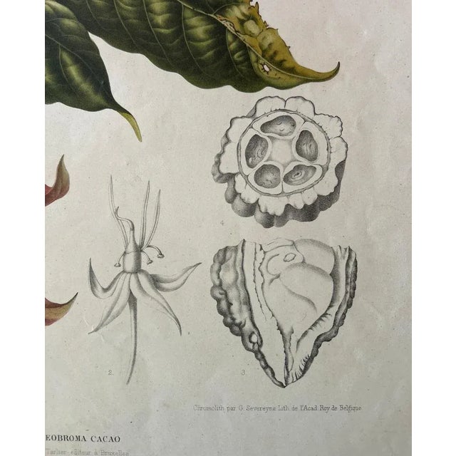 Theobroma Cacao Cocoa Tree, Lithograph, 1863 For Sale - Image 5 of 10