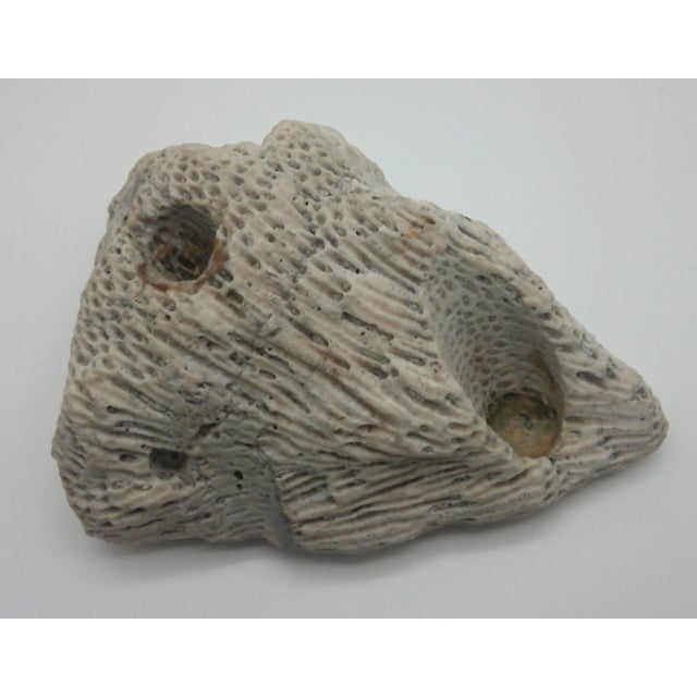 Nautical Large Fossilized Brain Coral Specimen Nautical Sea Creature Art Beach For Sale - Image 3 of 10