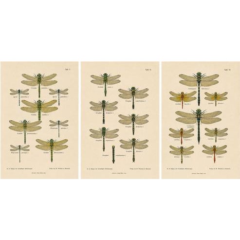 Dragonfly & Damselfly Lithographs by Richard Tümpel, 1908, Set of 3 For Sale - Image 14 of 14
