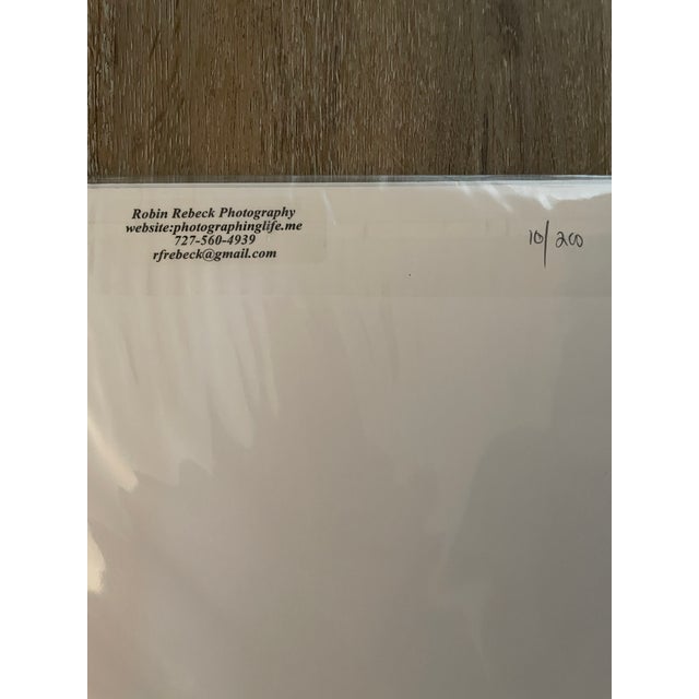 Contemporary Lot of 3 New Matted B&w Original Photographs Signed by Robin Rebeck For Sale - Image 10 of 16