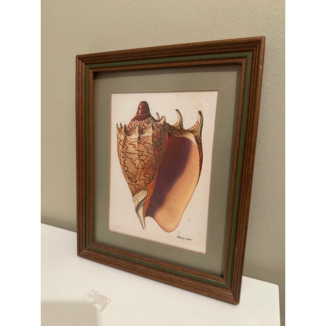 Illustration Vintage Seashell Print, Framed For Sale - Image 3 of 6