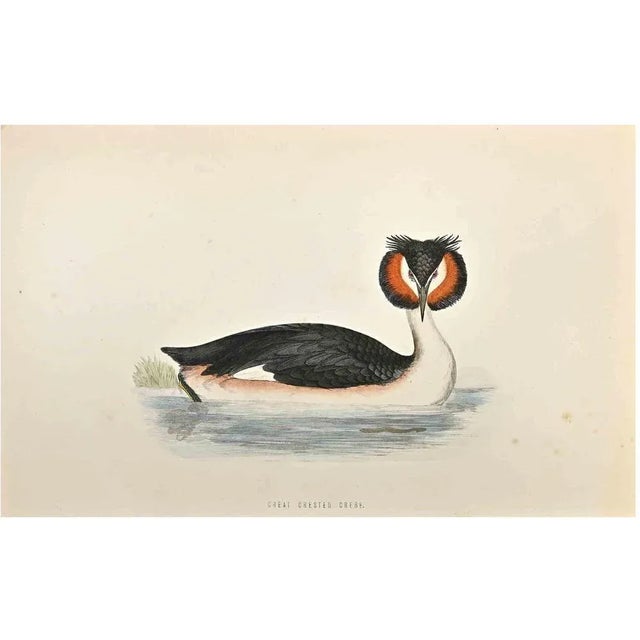 Great Crested Grebe is a modern artwork realized in 1870 by the British artist Alexander Francis Lydon (1836-1917)....