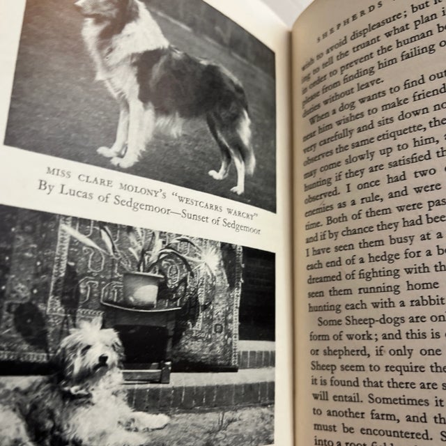 1948 Collies and Sheep Dogs Book For Sale - Image 4 of 9