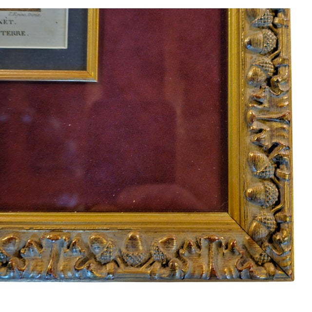 Late 19th Century Antique French Bird Prints For Sale - Image 10 of 11