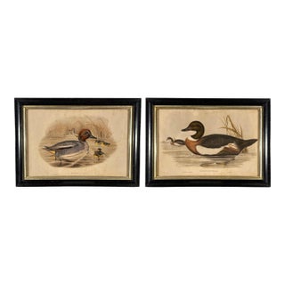 After John Gould (1804-1881), Pair of Framed Antique Lithographs, Borghese Gallery For Sale