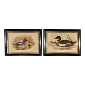 After John Gould (1804-1881), Pair of Framed Antique Lithographs, Borghese Gallery