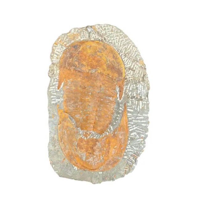 Large Fossilized Trilobite Specimen in Stone Matrix For Sale - Image 4 of 9