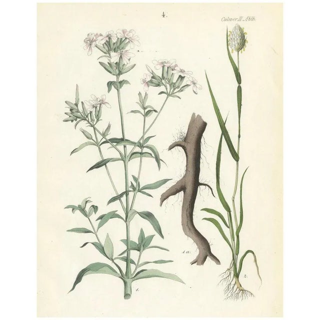 Calwer, Hand-Colored Botanical Lithograph of Soapwort and Yellow Asphodel, 1854, Print For Sale - Image 6 of 6