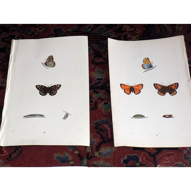 This set of twelve (12) authentic antique mid 19th century lithographs depict butterflies. Period hand color. Printed on...
