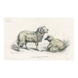 1840s, Wild Sheep Print, Original Antique Mammal Engraving, Hand Colored, England For Sale