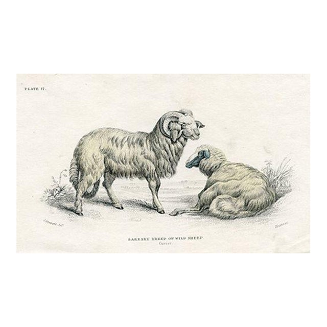 1840s, Wild Sheep Print, Original Antique Mammal Engraving, Hand Colored, England For Sale