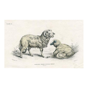 1840s, Wild Sheep Print, Original Antique Mammal Engraving, Hand Colored, England