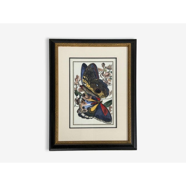 Victorian Style, Framed Butterfly Prints, Gilt, Painted Wood, Usa, 20th C. For Sale - Image 4 of 12