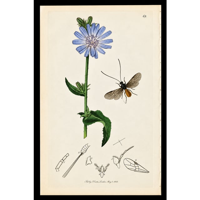 A rare example of original hand-colored engravings from John Curtis’s celebrated British Entomology, dating to circa 1825....