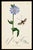 A rare example of original hand-colored engravings from John Curtis’s celebrated British Entomology, dating to circa 1825....