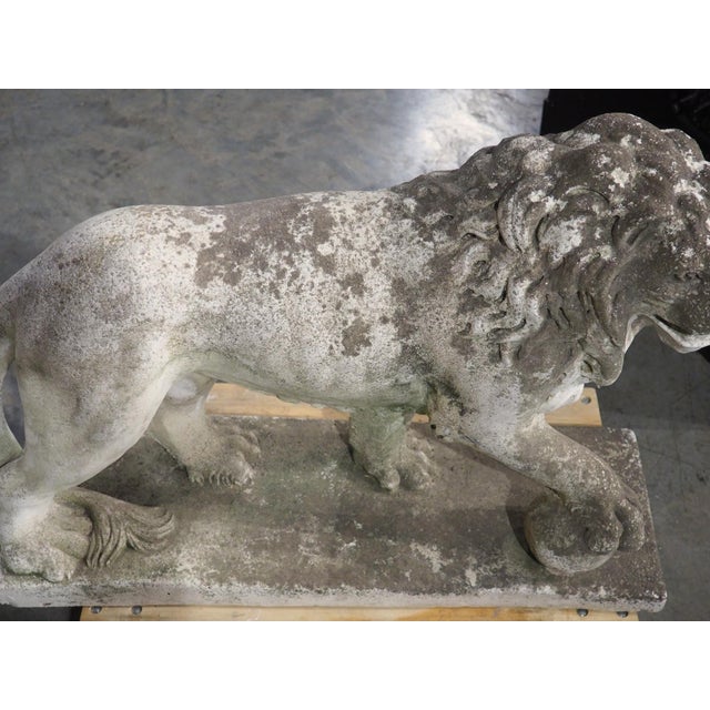 A French Medici Style Lion in Reconstituted Stone, 20th C For Sale - Image 12 of 18