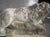 A French Medici Style Lion in Reconstituted Stone, 20th C For Sale - Image 12 of 18