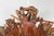 Rustic Vintage Chinese Hand Crafted Camphor Wood Root Chair with Light Varnish For Sale - Image 3 of 12