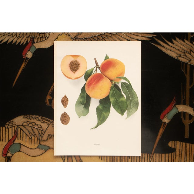 1900s U. P. Hedrick, Original Antique Photogravure of Niagara Peaches For Sale In Dallas - Image 6 of 7