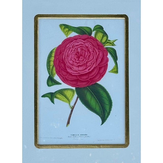 English Camellia Prints, Set of 2 Framed Original Botanicals by Verschaffelt, 1845 For Sale - Image 3 of 6
