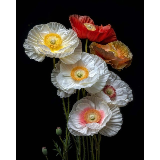 "Poppies 20" Contemporary Botanical Photograph For Sale