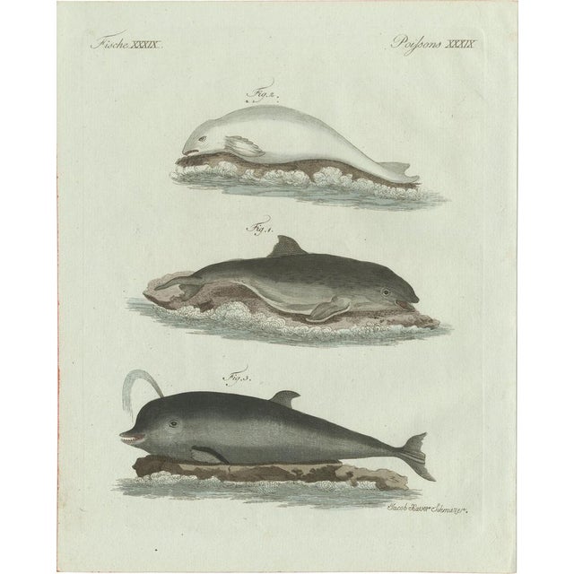 Bertuch, Three Dolphins and Porpoises, 1802, Engraving For Sale - Image 9 of 9