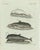 Bertuch, Three Dolphins and Porpoises, 1802, Engraving For Sale - Image 9 of 9