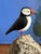 Carved Puffin Bird on Driftwood, Signed For Sale - Image 4 of 6