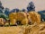 Andre Fremond - Farmland Landscape During Harvest- C.1920 Oil Painting For Sale In Los Angeles - Image 6 of 12