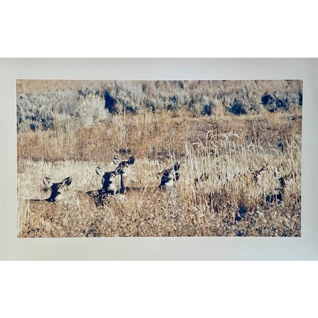 "Deer in the Grass" Contemporary Landscape Color Photograph From the Estate of Gleb Derujinsky For Sale In Los Angeles - Image 6 of 6