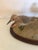 Beautiful hand artisan made sculpture of 3 life like sandpipers on oval wooden platform having sand and shells. Perfect...
