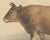 Olivier De Penne, Algerian Cow, North African Cattle, 1863, Chromolithograph For Sale - Image 4 of 9