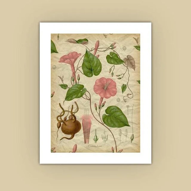 Realism Archival 'Pink Morning Glory' Antique Print For Sale - Image 3 of 3