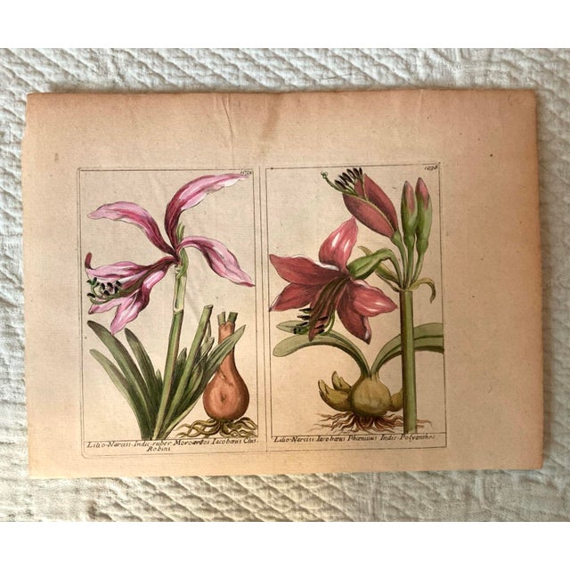 Authentic Charming Set of Seven 19th Century Hand Colored Botanical Flower Prints on Paper For Sale In West Palm - Image 6 of 9